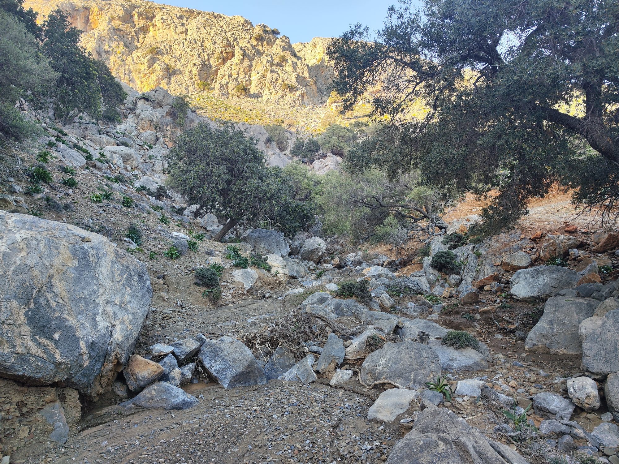 Olea and Ceratonia forests, habitat 9320