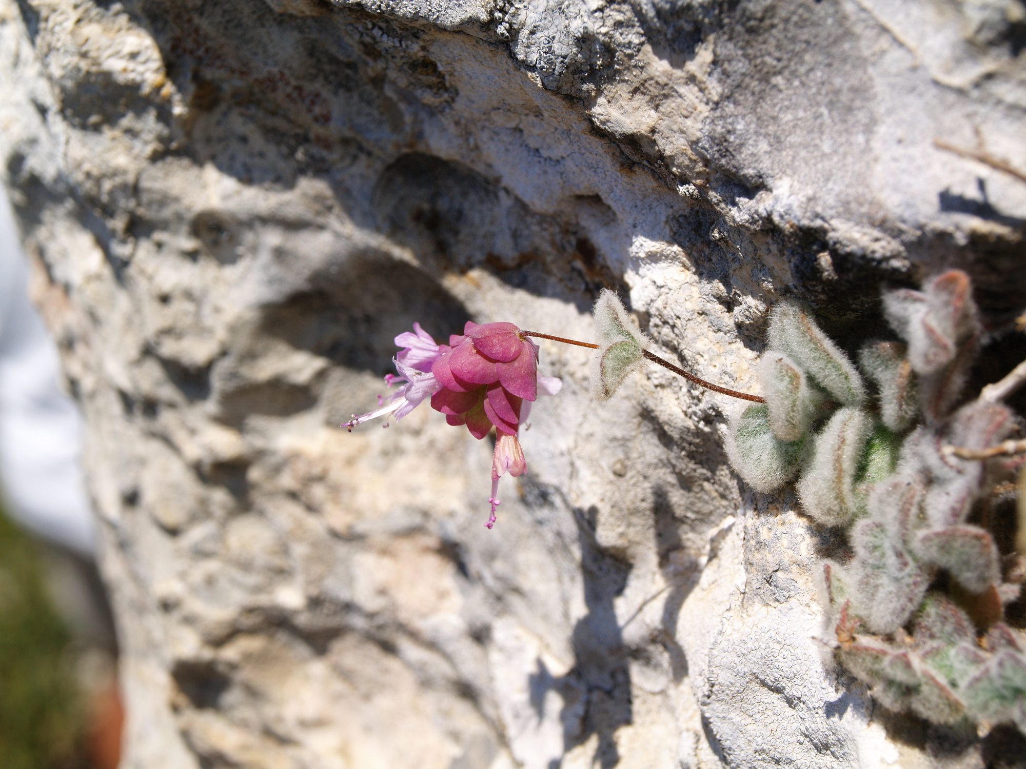 Origanum dictamnus