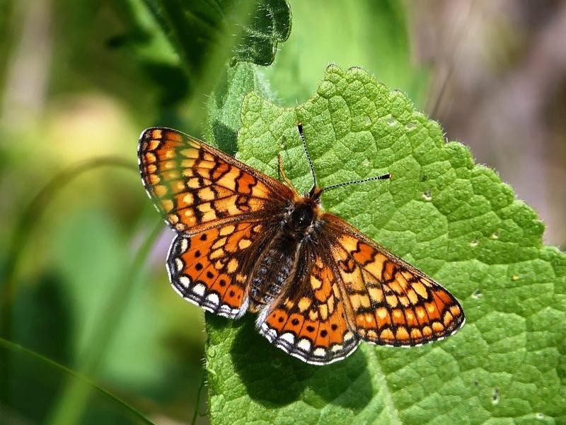Euphydryas aurinia