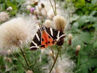 Euplagia quadripunctaria