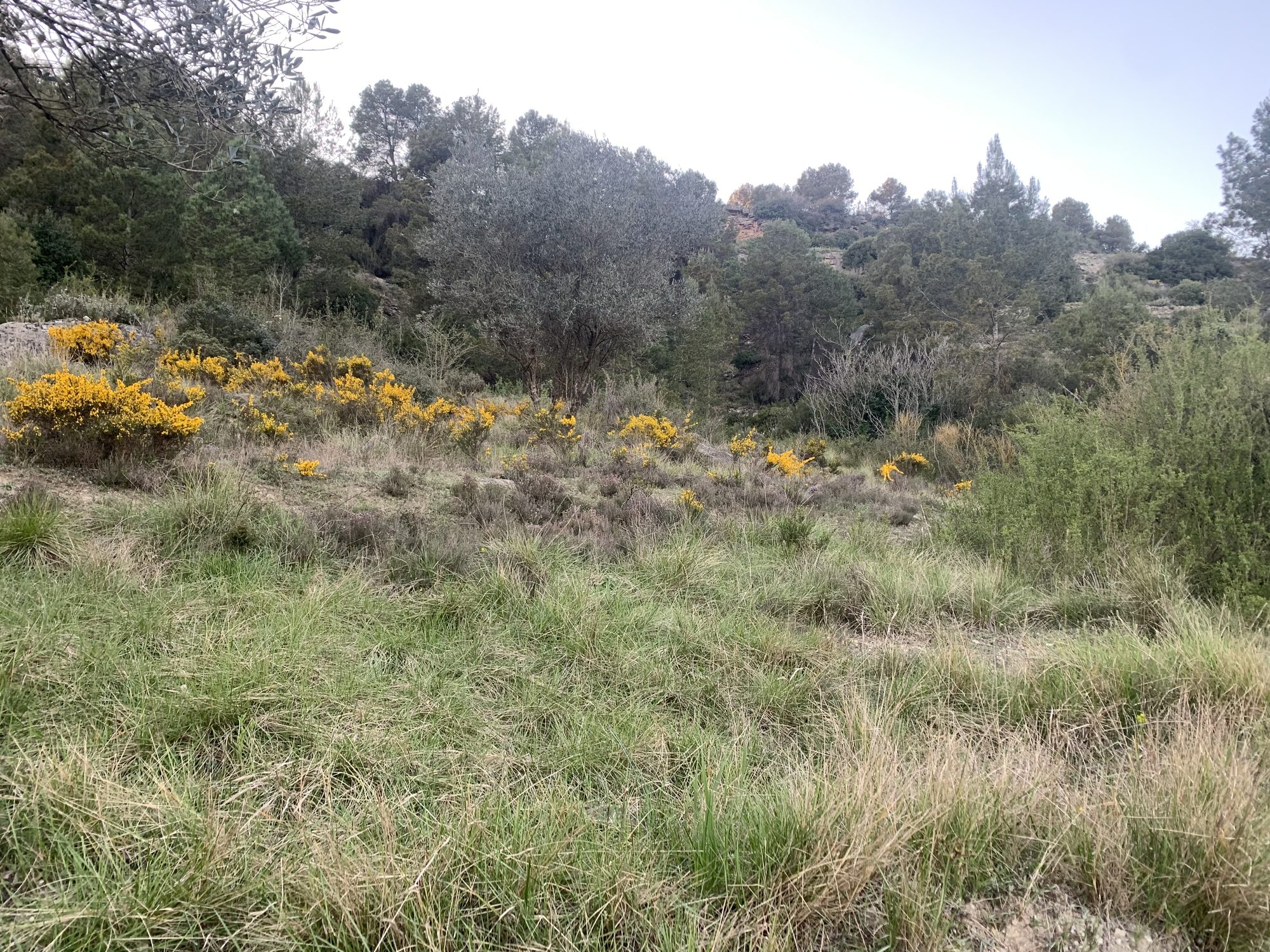 Pseudo-steppe with grasses and annuals of the Thero-Brachypodietea, habitat 6220*