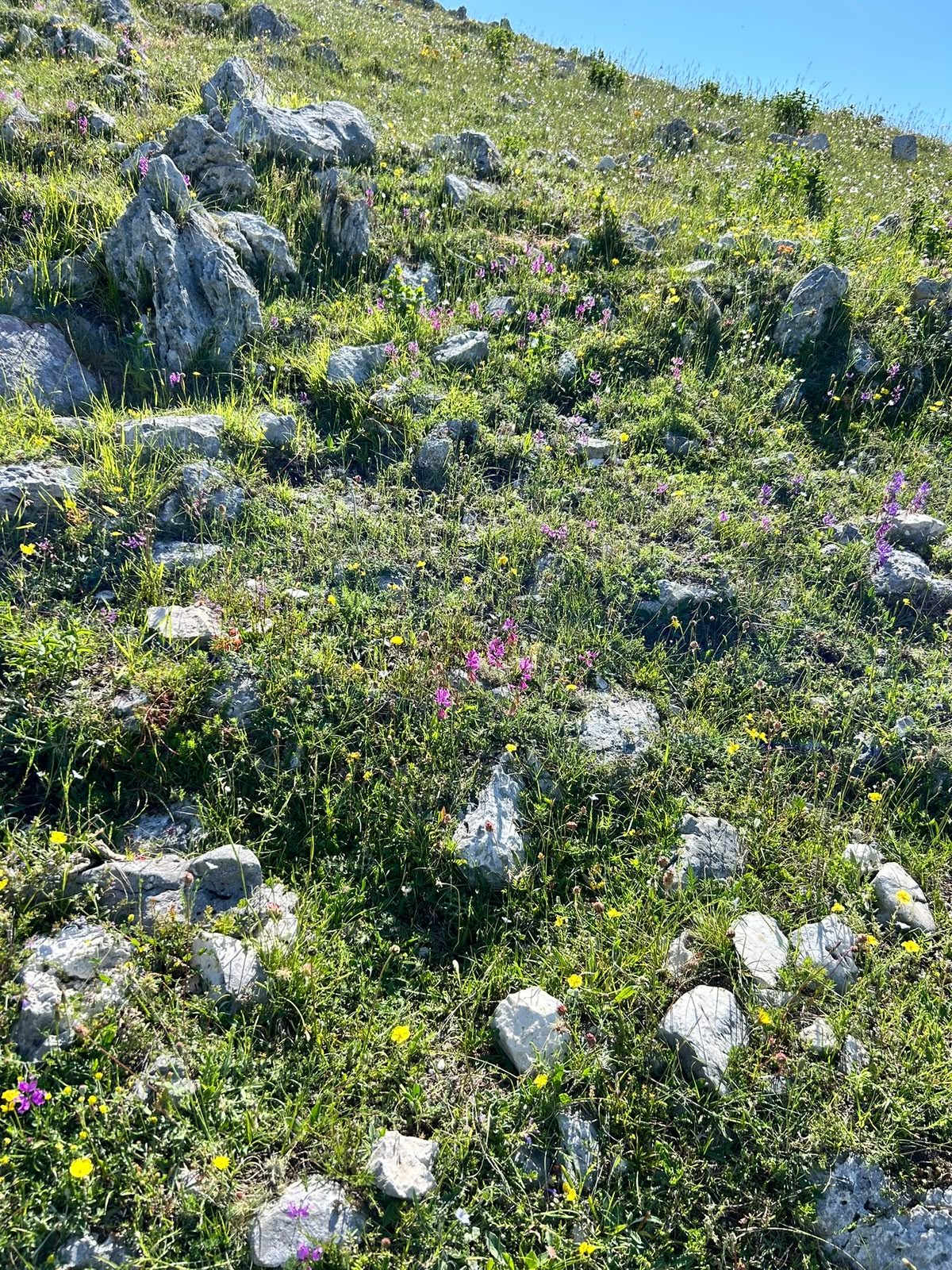 Semi-natural dry grasslands, habitat 6210*
