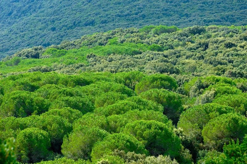 Quercus ilex forests, habitat 9340