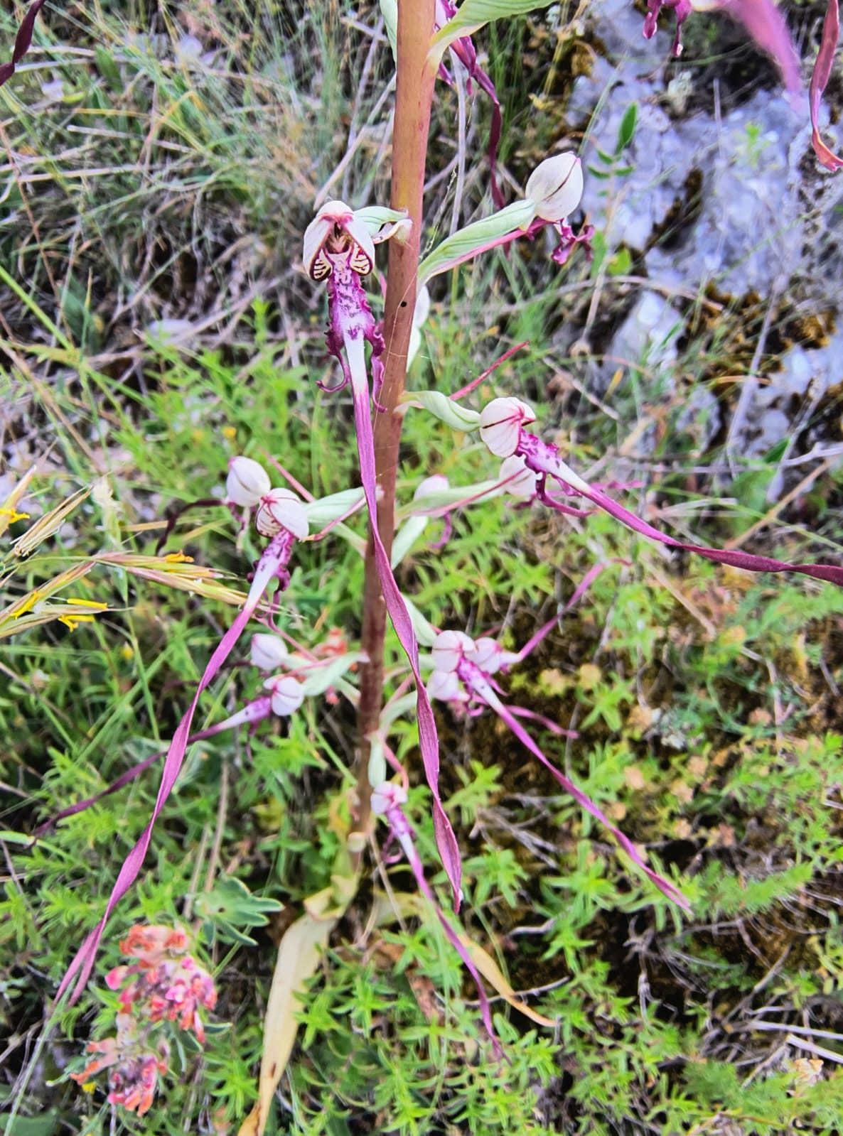 Himantoglossum adriaticum