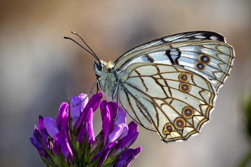 Melanargia arge