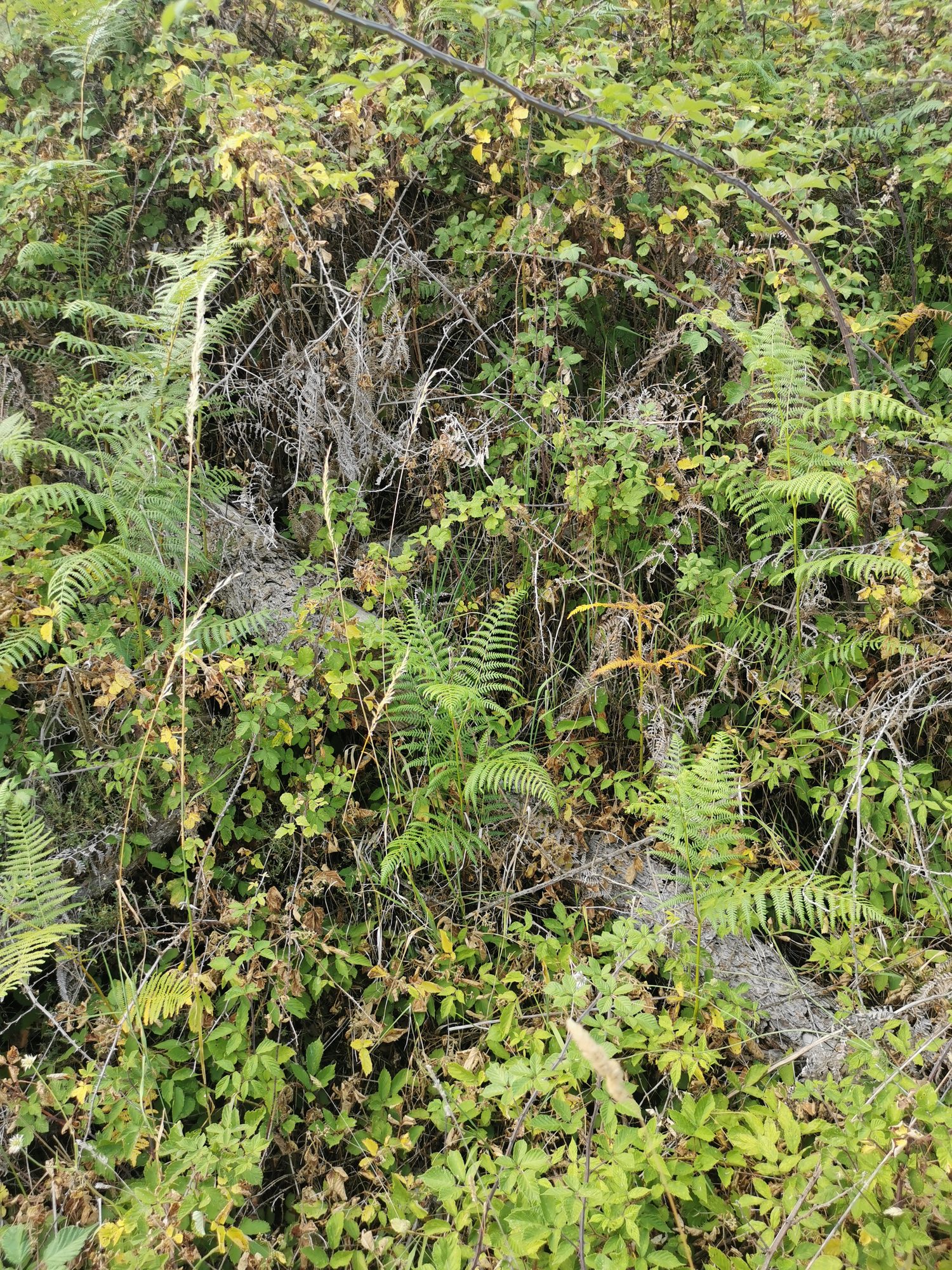 Damage to natural vegetation
