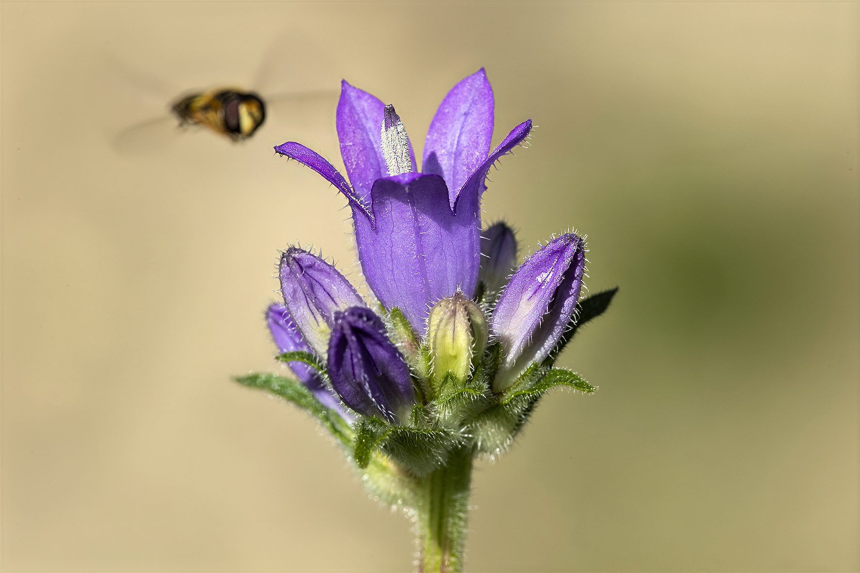 Campanula pangea