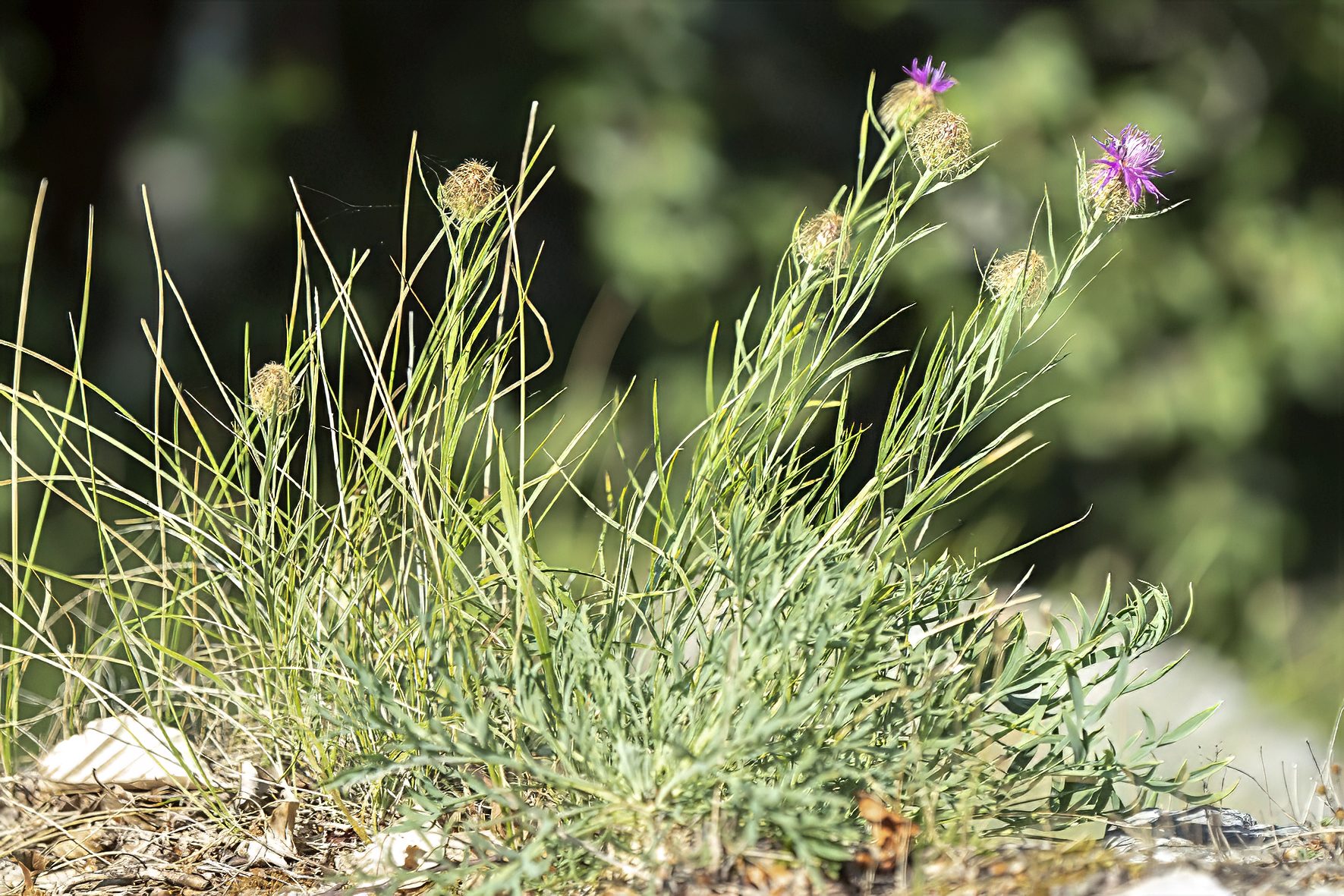 Centaurea pangaea