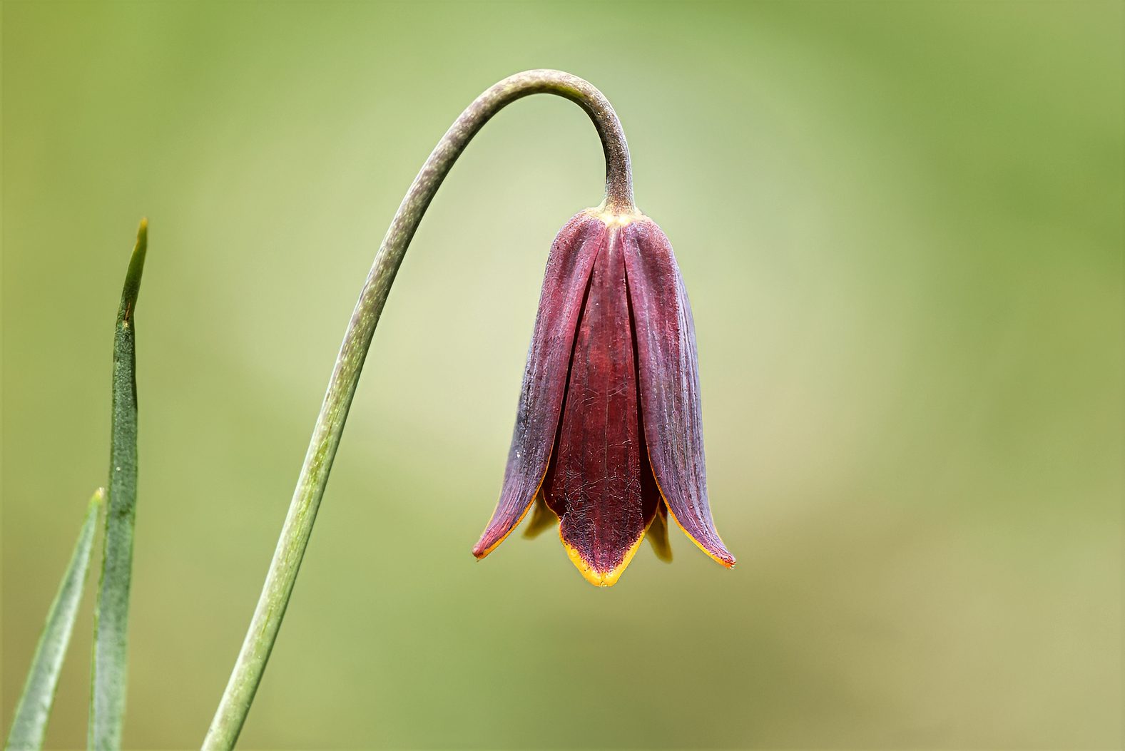 Fritillaria drenovskii