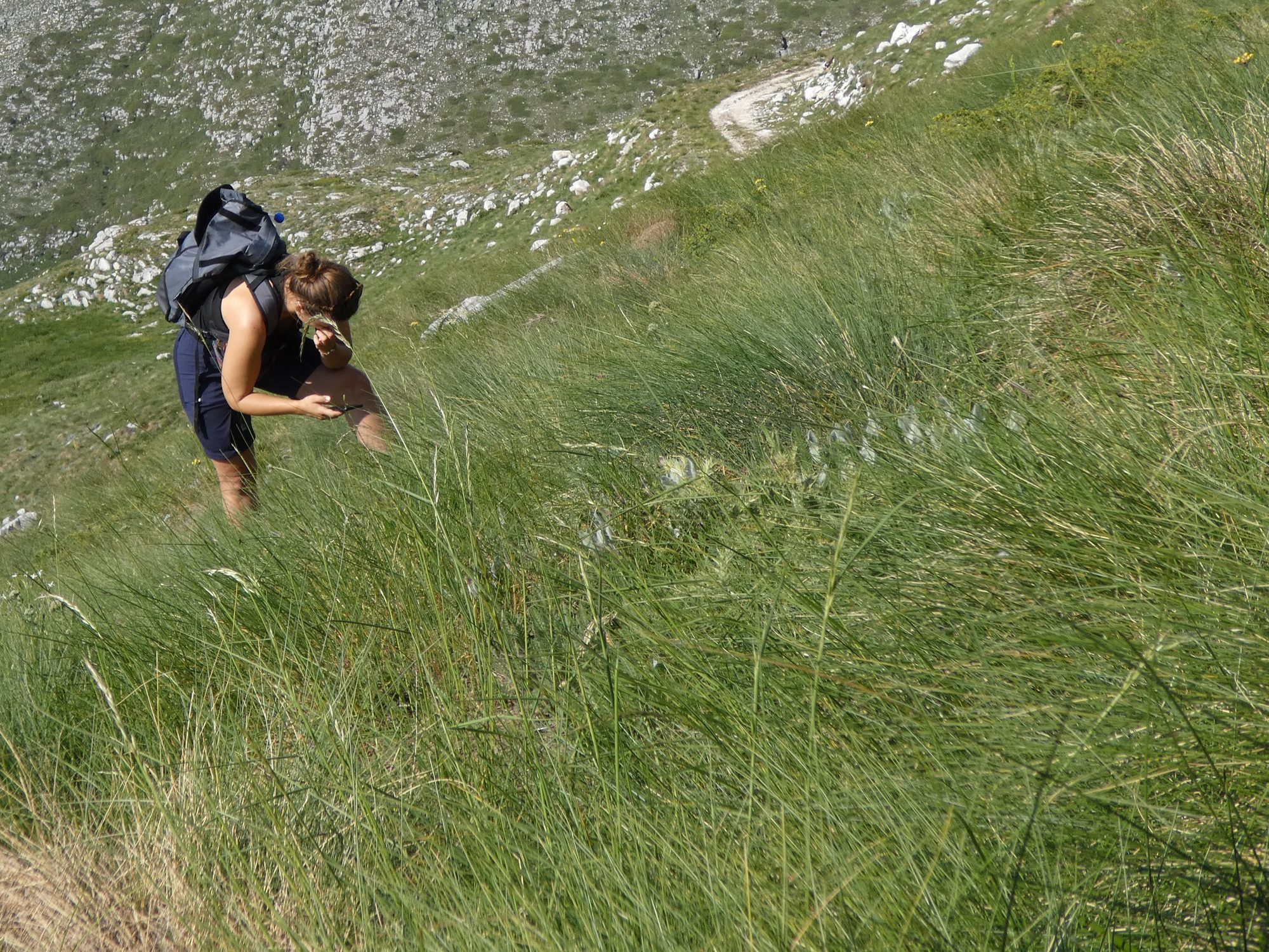 Alpine and subalpine calcareous grasslands, habitat 6170