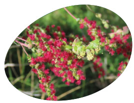 Dendriopoterium pulidoi