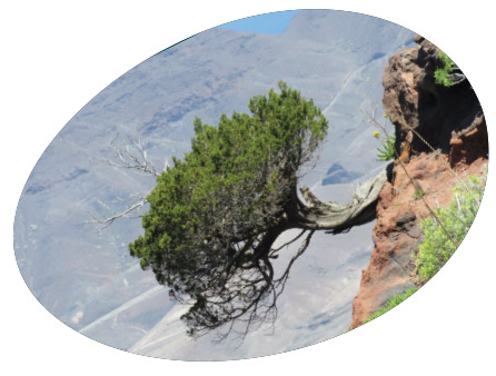 Endemic forests with Juniperus spp.