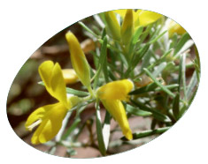 Teline rosmarinifolia