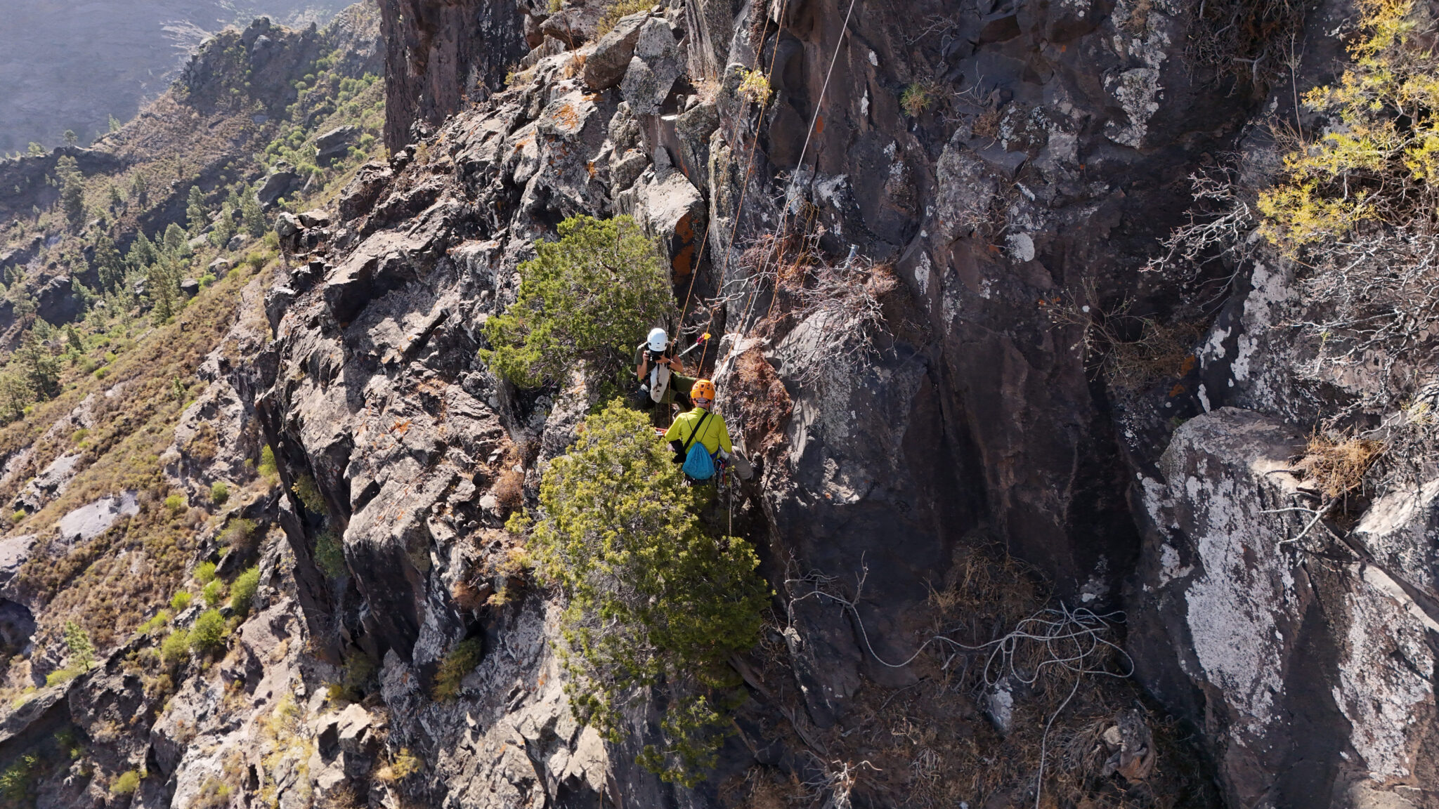 Technicians collecting juniper fruits on the steep slopes of La Fuente Mountain