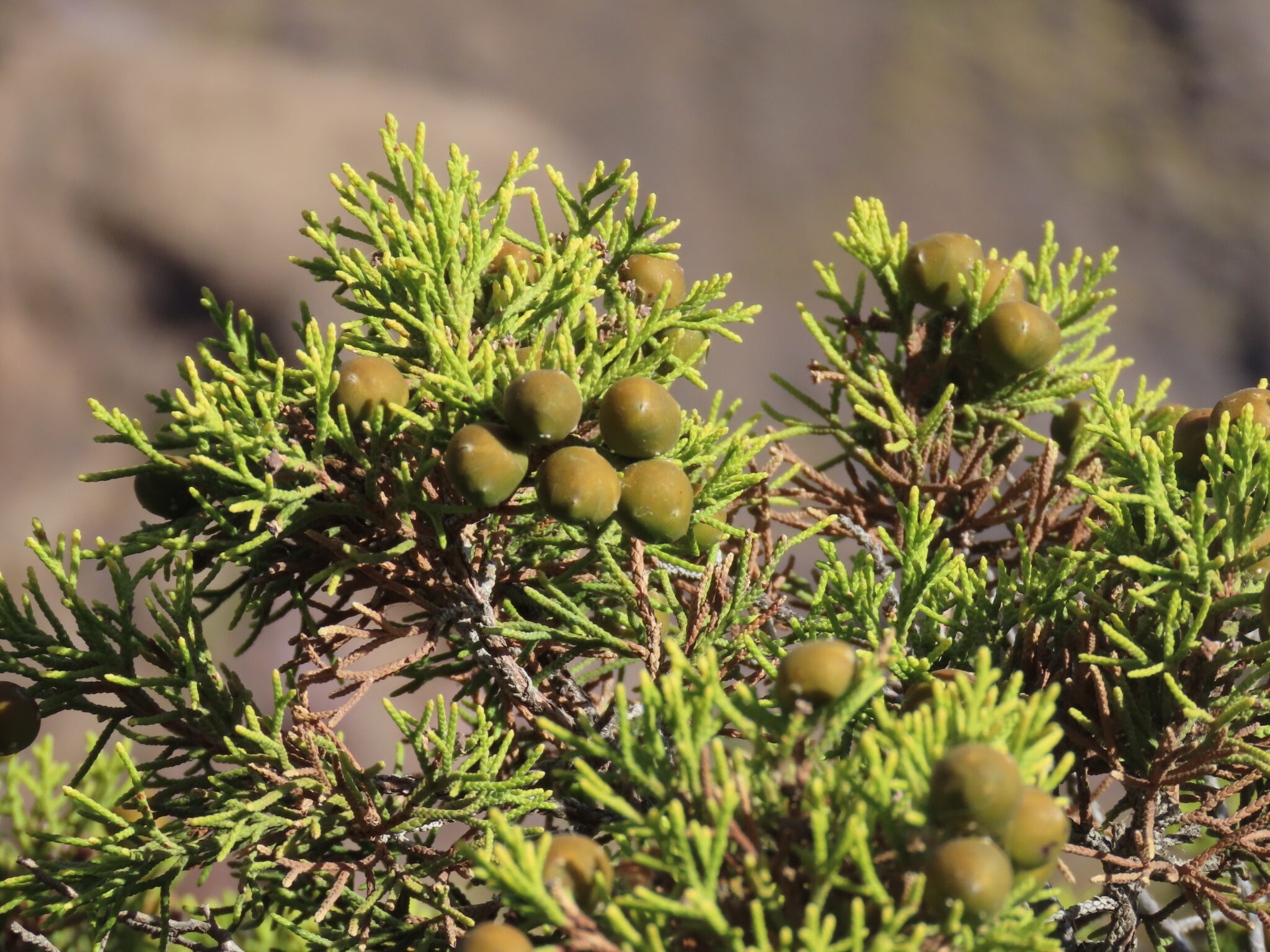 Branch of Juniperus turbinata subsp. canariensis bearing ripening fruits