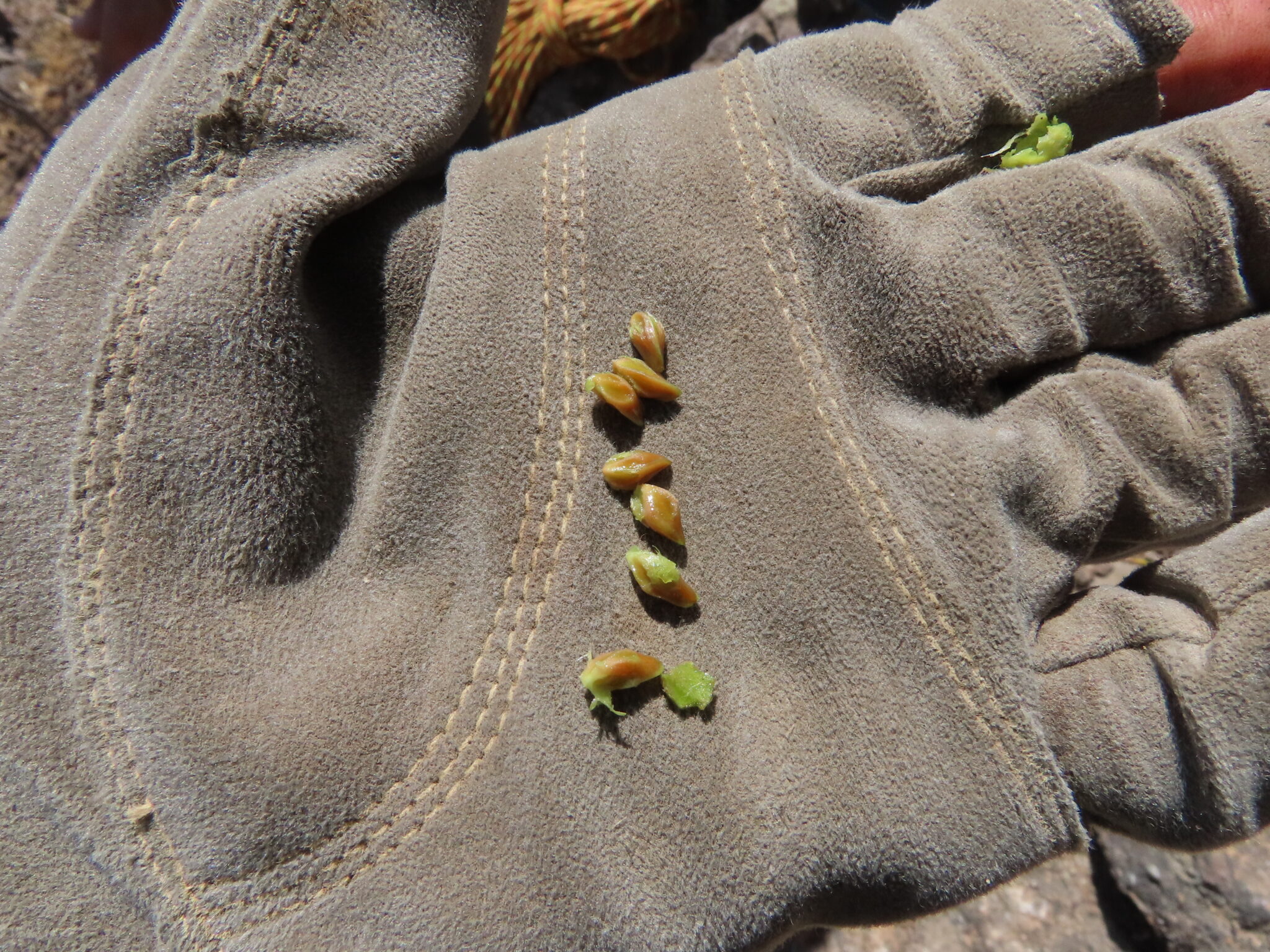 Juniper seeds extracted from the collected fruits, held in a gloved hand
