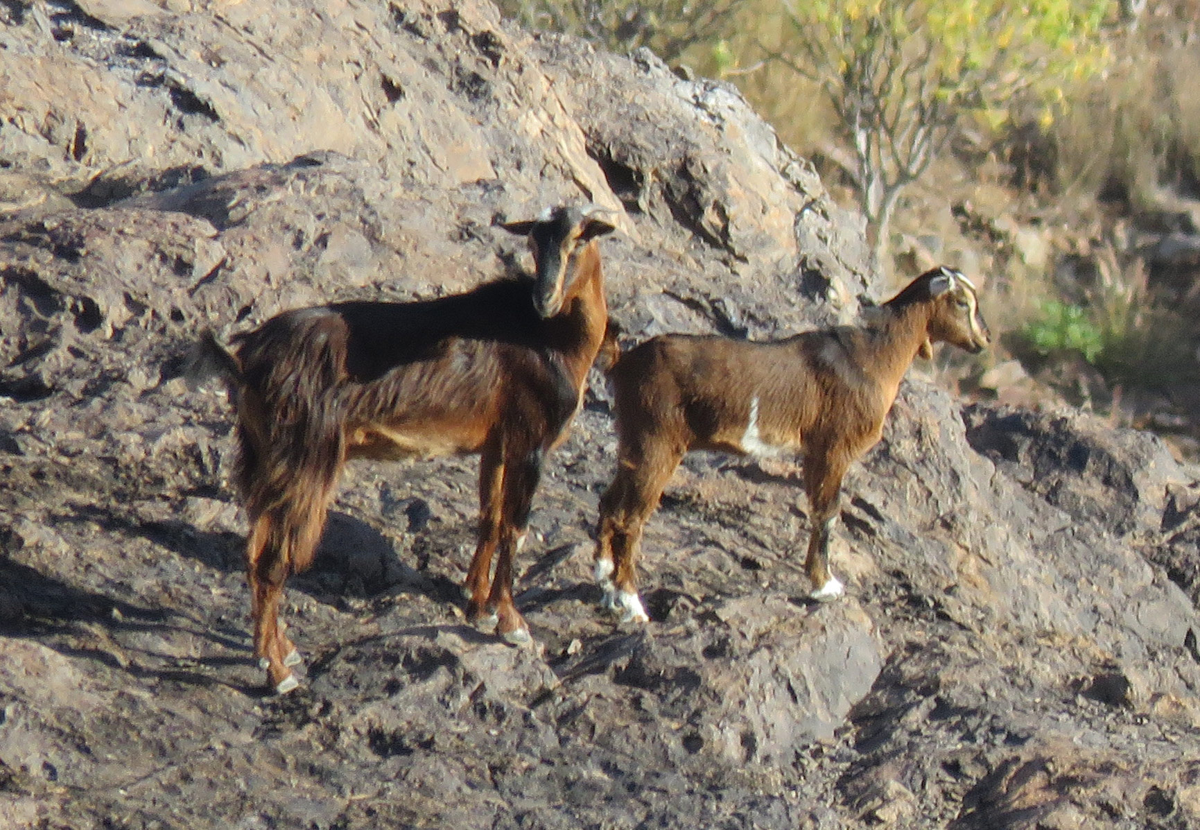 Feral goats on the arid slopes of the Tifaracas and Vigaroe ravines